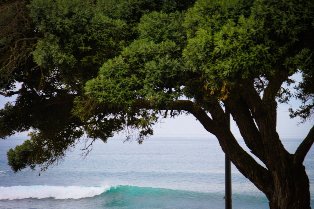 Clean, empty wave breaking gently under easy surf conditions
